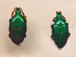 Scarabaeidae - Pseudochalcothea auripes.JPG