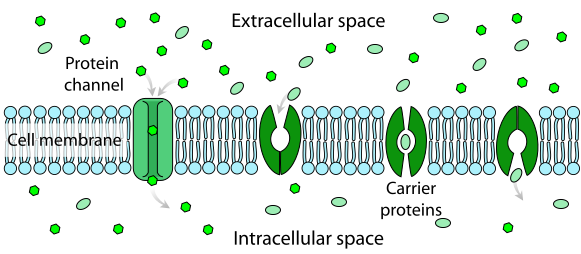 File:Scheme facilitated diffusion in cell membrane-en.svg