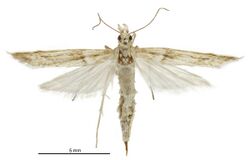 Scoparia s.l. turneri female.jpg