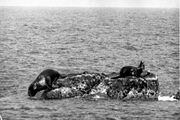 Black and white photo of seals