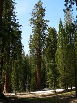 Sequoiadendron giganteum 08145.JPG