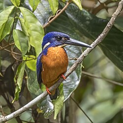 Shining-blue kingfisher (Alcedo quadribrachys quadribrachys) Ankasa 3.jpg
