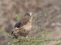 Short-toed Snake Eagle perched.jpg