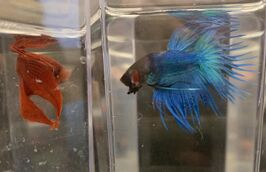 A blue male crowntail betta flares its gills at a red male veiltail betta in an adjacent container.