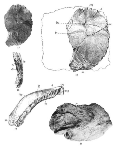 File:Sinanthropus Skulls IV anf V.png