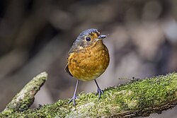 Slaty-crowned antpitta (Grallaricula nana occidentalis) Caldas.jpg