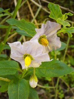 Solanum umbelliferum1.jpg