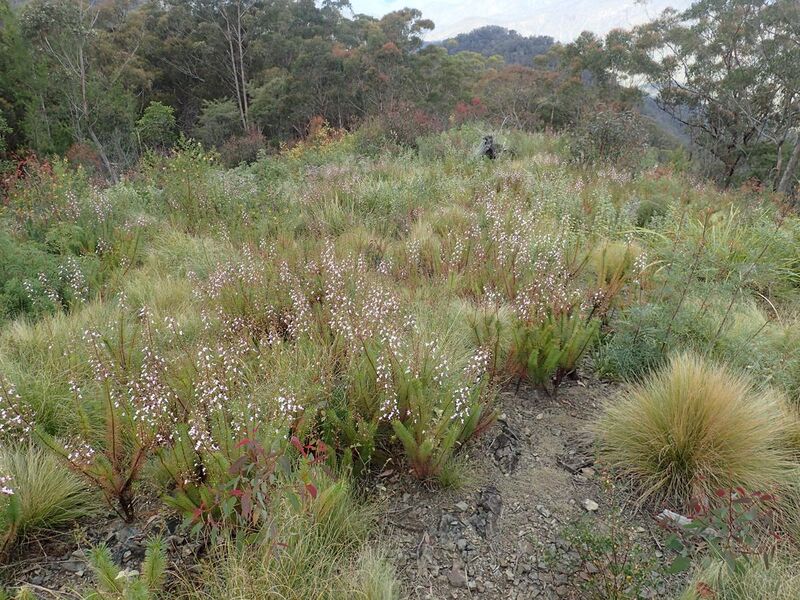 File:Stylidium laricifolium habitat.jpg
