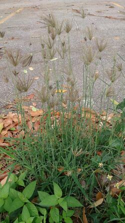 Swollen Fingergrass (Chloris barbata).jpg