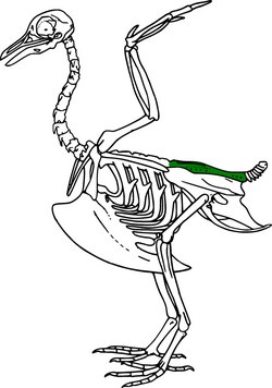 Synsacrum.PNG