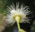 Syzygium hemisphericum 01.jpg
