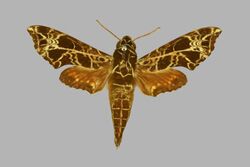 Temnora radiata, male, upperside. Liberia, Grassfield, Nimba.jpg