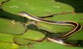 Thamnophis atratus (1).jpg