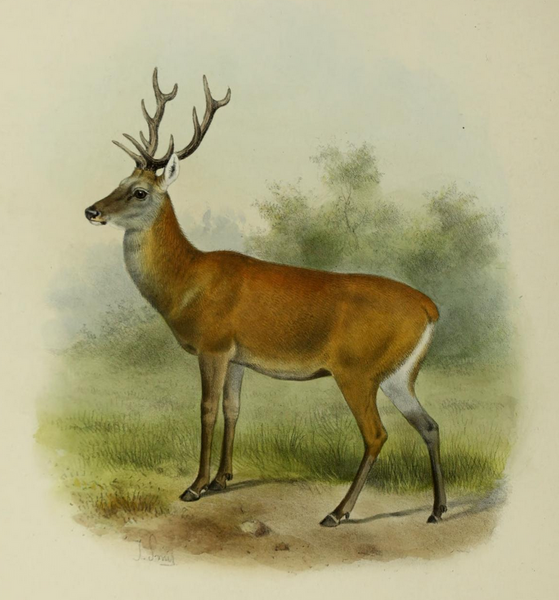 File:The deer of all lands (1898) Bedford's deer.png