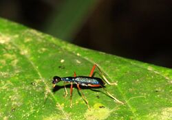 Tiger beetle (Neocollyris arnoldi) (5134642773).jpg
