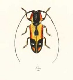 Tragocephala mniszechii 1894.jpg