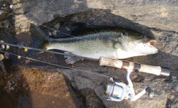 Typical Tallapoosa River Spotted Bass.jpg