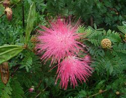 Unidentified Calliandra flower.jpg