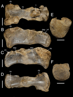 White Rock spinosaurid sacral centra.png