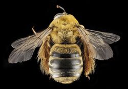 Squash bee, top view, ''Xenoglossa strenua''