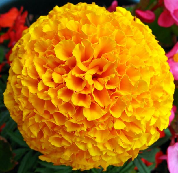 File:Yellow French Marigold Flower.jpg