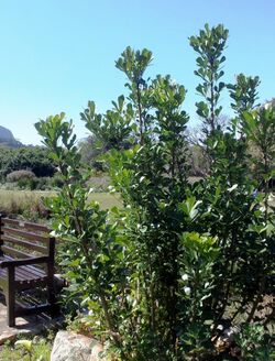 1 small Cussonia thyrsiflora tree - Cape Town garden.jpg