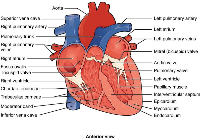 File:2008 Internal Anatomy of the HeartN.jpg