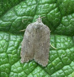 49.069 BF1041 Acleris sparsana (3129687623).jpg