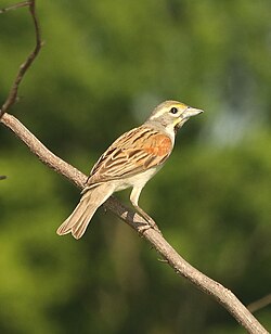 927 - DICKCISSEL (5-28-2018) rick evans prairie w m a, hemstead co, ar -01 (3) (42677954221).jpg