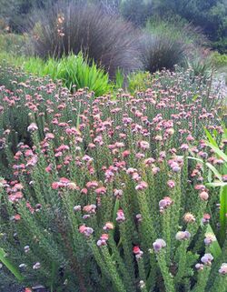 9 Leucospermum truncatulum - Mountain fynbos - SA.jpg