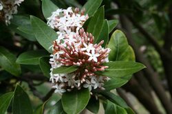 Acokanthera oblongifolia 2445.JPG