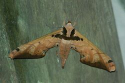 Adhemarius sexoculata (Sphinx moth) 2015-06-16 (2) (40351761341).jpg