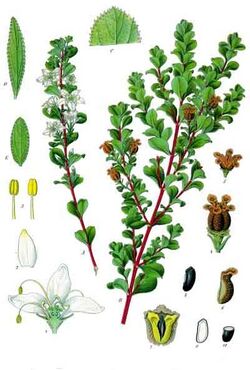 Agathosma betulina - Köhler–s Medizinal-Pflanzen-020.jpg