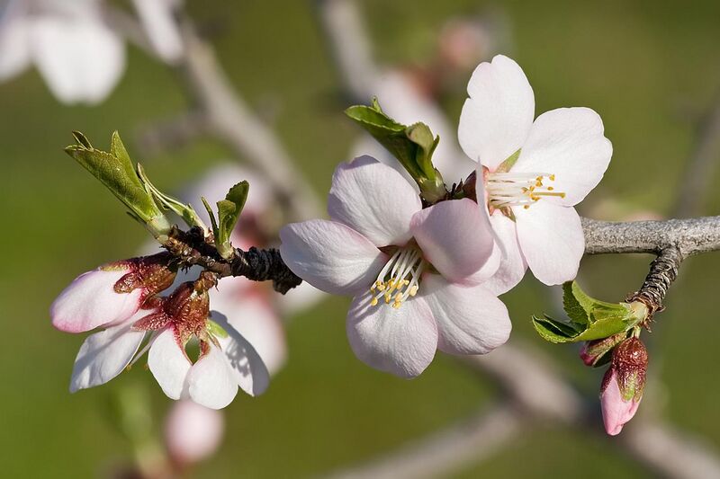 File:Almond blossom02 aug 2007.jpg