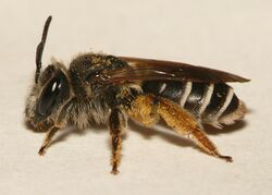 Andrena wilkella f.jpg