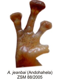 Anodonthyla jeanbai fingers.jpg