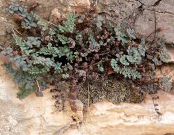 Cluster of small greenish-gray fern fronds springing from a vertical rock face