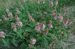 Astragalus bisculatus.jpg