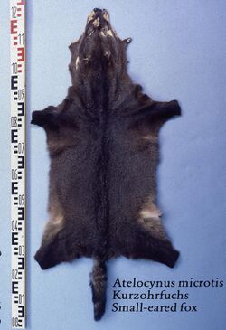 Atelocynus mecrotis (Small eared fox) fur skin.jpg