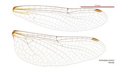 Austrophya mystica female wings (34895263132).jpg