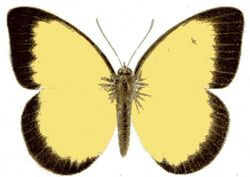 Belenois hedyle.JPG