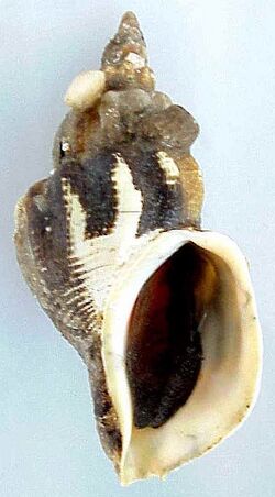 Beringius kenicottii shell.jpg