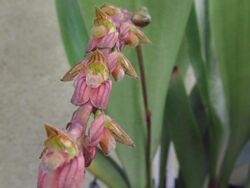 Bulbophyllum rigidum.jpg