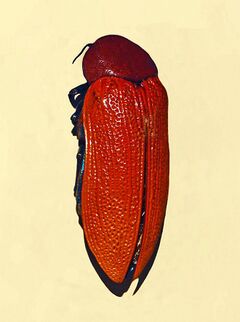 Buprestidae - Julodimorpha bakewelli.JPG