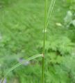 Calamagrostis rubescens 4.jpg