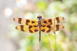 Celithemis eponina 109173176.jpg