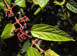 Cissus bicolor.jpg