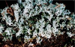 Cladonia caespiticia (EU).jpg