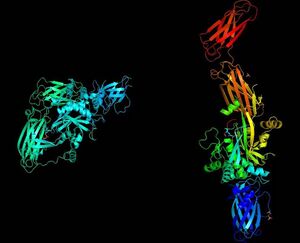 X-ray crystallography images of tissue transglutaminase in two different conformations