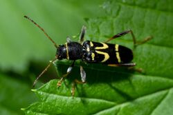 Clytus ruricola 208034108.jpg